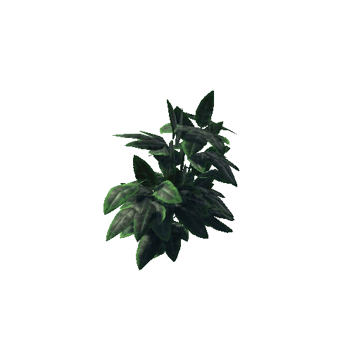 plant_Ficus_00_PF 1